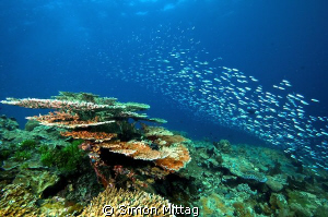Table Coral City, a flat and fishy dive site at Wakatobi,... by Simon Mittag 